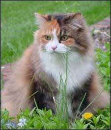 Tasha  Yar Wood, our long hair, tortoise shell calico cat was put to sleep on Decemeber 29th, 2002. Thanks, Tash.
